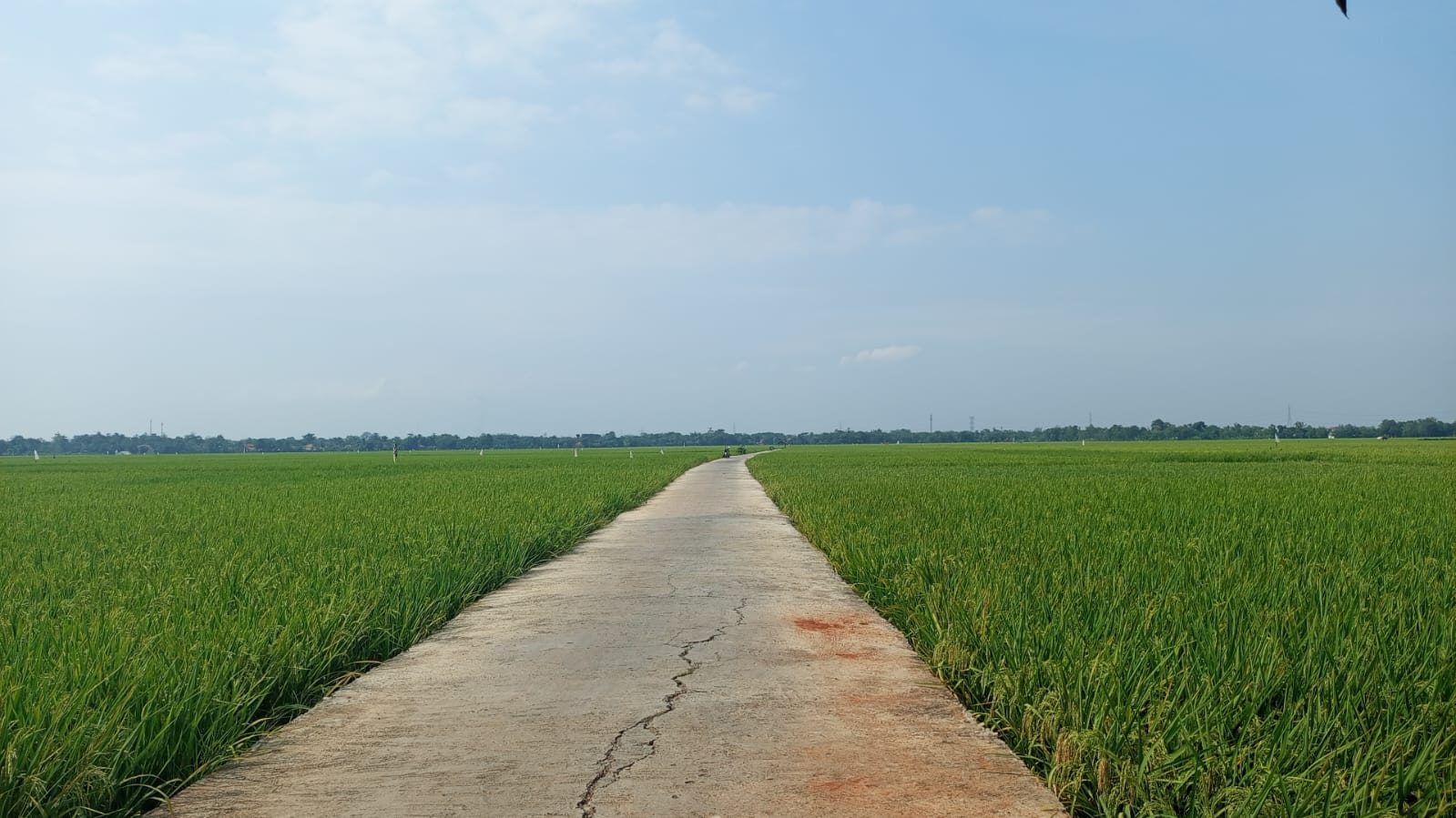 Persawahan Desa Beduyut